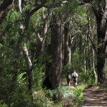 Otford to Burning Palms 4 Track near Bulgo Hill (LH)