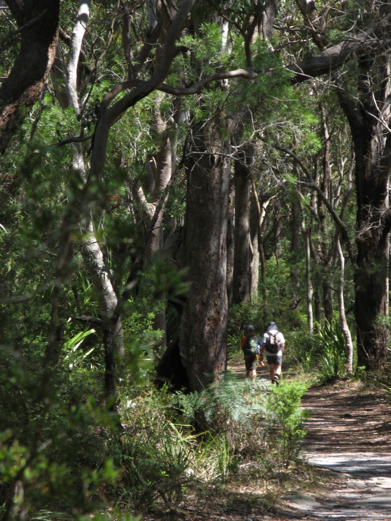 Otford to Burning Palms 4 Track near Bulgo Hill (LH)