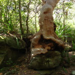 Otford to Burning Palms 2 (LH)