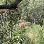 Bullawarring Track 2 Waratah (LH)