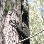 Pindar Cave 1 Lace Monitor (LH)