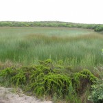 Captain Cooks Landing Place 5  A 'swale' (LH)