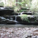 Yarralumla Sanctuary 1 Balaka Falls (LH)