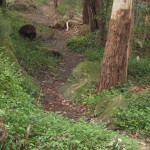 Yarralumla Sanctuary 2 (LH)