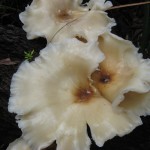 The Sugarloaf Circuit 2 A Jelly Fungus (LH)