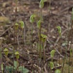 Wolli Creek 2 A Greenhood orchid (TR)