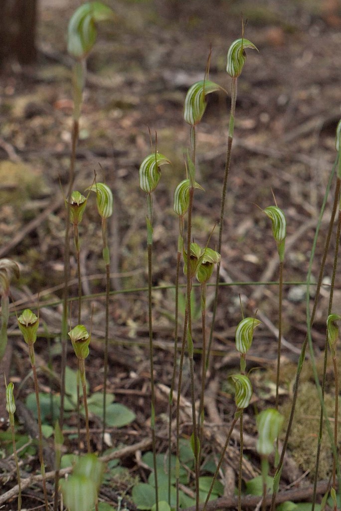 Wolli Creek 2 A Greenhood orchid (TR)