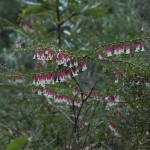 Wolli Creek 3 Native Fucshia (TR)